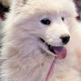 Samoyed Puppies from Better’s Samoyeds