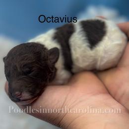 Male 3 parti - Parti male Poodle puppy in Greenville, North Carolina from Grace Poodles