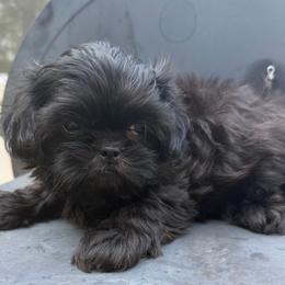 Cole - Black male Shih Tzu puppy in Covington, Georgia from Top Hats 2  Shih Tzu’s