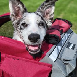 Border Collie Puppies from SoCal Border Collies