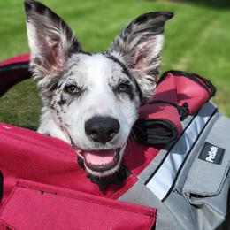 Border Collie Puppies from SoCal Border Collies
