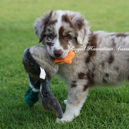 Maldives - Red merle Miniature American Shepherd puppy in Kamuela On The Big Island, Hawaii from Royal Hawaiian Aussies LLC