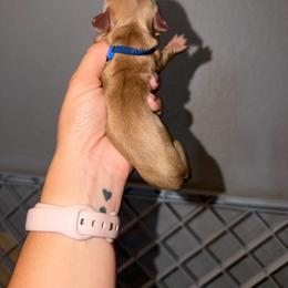 Boy 1 - Cream male Dachshund puppy in Paradise, California from Barnes’ Doxies