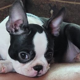 Boston Terriers from Ford's Traditional and Colored Boston Terriers