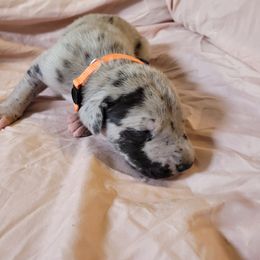 Cane Corso and Great Dane Puppies from RC RANCH GREAT DANES