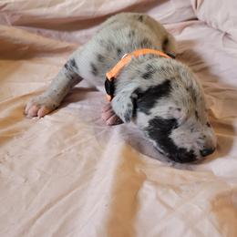 Cane Corso and Great Dane Puppies from RC RANCH GREAT DANES