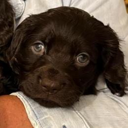Dorothy-Trinity, FL - Chocolate female Boykin Spaniel puppy in Bowling Green, Kentucky from Drakes Creek Boykins LLC