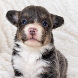 Willow - Blue female Pembroke Welsh Corgi puppy in Beggs, Oklahoma from Blue Diamond Corgi’s