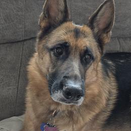 German Shepherd All Grown Up from Strittmater Kennels