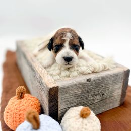 Kale - Parti male Goldendoodle puppy in North Carolina from Tuxedo Mountain Doodles