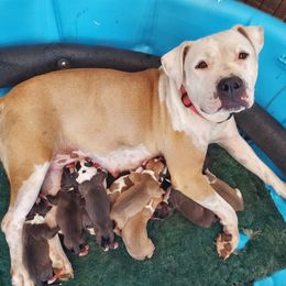 Polar - American Staffordshire Terrier
