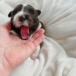 Sabrina - Border Collie puppy from Bluewater Border Collies