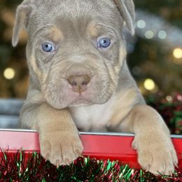 American Bullies from Squash Blossom Bullies