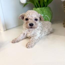 Spring - Cream female Maltipoo puppy in Wendell, North Carolina from Teddys Teddy Bears