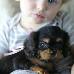 Cavalier King Charles Spaniel Puppies from Applewood Cavaliers