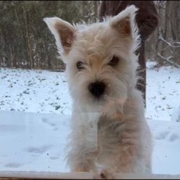 West Highland White Terrier All Grown Up from Dixieland Westies