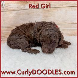 Red Girl - Chocolate female Goldendoodle puppy in Taneytown, Maryland from Curlydoodles