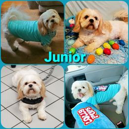 Junior - Shih Tzu