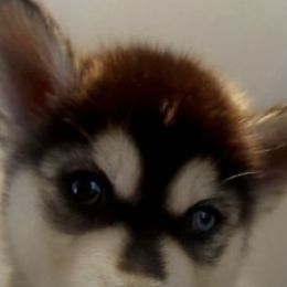 Siberian Huskies from Floyd Huskies