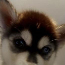 Siberian Huskies from Floyd Huskies