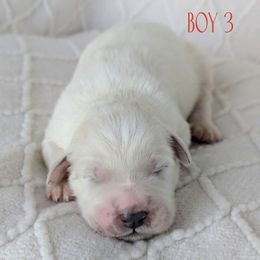 Boy 3 - White male Great Pyrenees puppy in Yakima, Washington from Naches Heights Ranch
