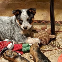 Australian Cattle Dog Puppies from Americana Farm