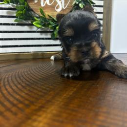 Boy 3 - Black and tan male Yorkshire Terrier puppy in Cornelia, Georgia from Kruz Kennels