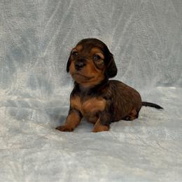 Jeanette - AKC - Red female Dachshund puppy in Gainesville, Texas from Diamond B Doxies
