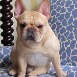 French Bulldogs from StarCreek Frenchies