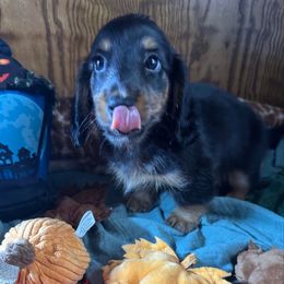 Boy 1- Enzo - Black and tan male Dachshund puppy in Wolf Lake, Indiana from Canisteo Dachshunds