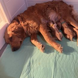 Golden Retriever Puppies from Pura Vida Golden Retrievers