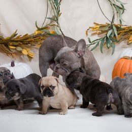 French Bulldog Puppies from Wilson Frenchies