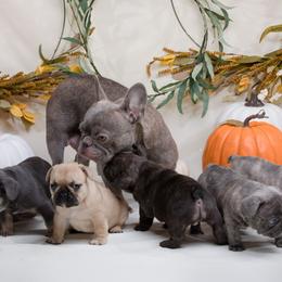French Bulldog Puppies from Wilson Frenchies