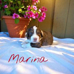 Marina - Red tri-color female Aussiedoodle puppy in Ellenburg Center, New York from Kristin's Puppies
