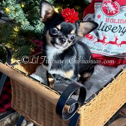 Lila - Black and tan female Chihuahua puppy in Anderson, South Carolina from Lil Treasures Chihuahuas