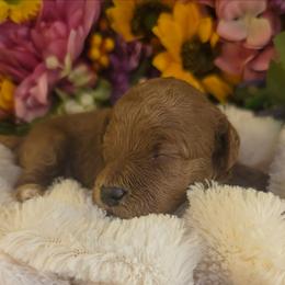 Bentley - Red male Cavapoo puppy in Gunnison, Utah from Curls and Camo Pups
