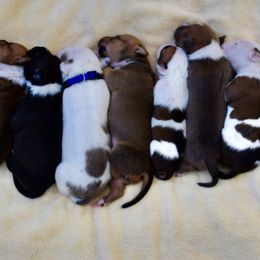 American Staffordshire Terriers and Staffordshire Bull Terriers from Irresistibull Staffords