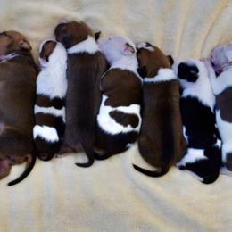 American Staffordshire Terriers and Staffordshire Bull Terriers from Irresistibull Staffords