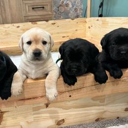 Labrador Retriever puppies from Butlertown Labradors