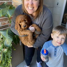 Goldendoodle Puppies from Bows & Ties Doodles