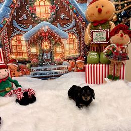 Nyx half Russian price not negotiable. - Black and cream male Dachshund puppy in Call, Texas from Dachshund D’Amore