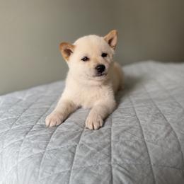 Wil - Cream male Shiba Inu puppy in Monett, Missouri from Happy Tails Shiba Inus