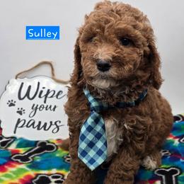 Sulley - Red  male Goldendoodle puppy in Neillsville, Wisconsin from Granton Creek