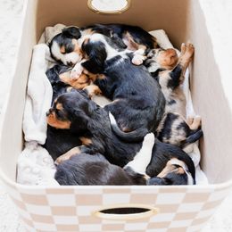 Companion Cross Puppies from The Darling Pup