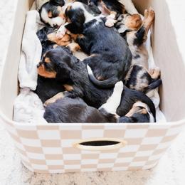 Companion Cross Puppies from The Darling Pup