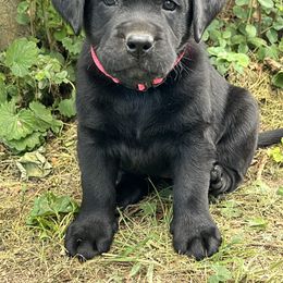 Black female- pink collar - Black female Labrador Retriever puppy in Beaverdam, Virginia from Gold Heart Labradors