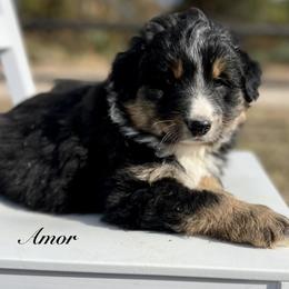 Amor - Black tri male Miniature Australian Shepherd puppy in St.James, Missouri from Vineyard Ridge Mini Aussies