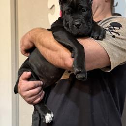 Cane Corso Puppies from Richline Kennel