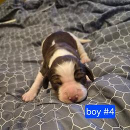 Boy 4 - Liver and white male English Springer Spaniel puppy in Socorro, New Mexico from Huntin' Buddies