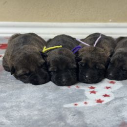 Female 4 - Sable female German Shepherd puppy in Natalia, Texas from Sudenblick German Shepherds